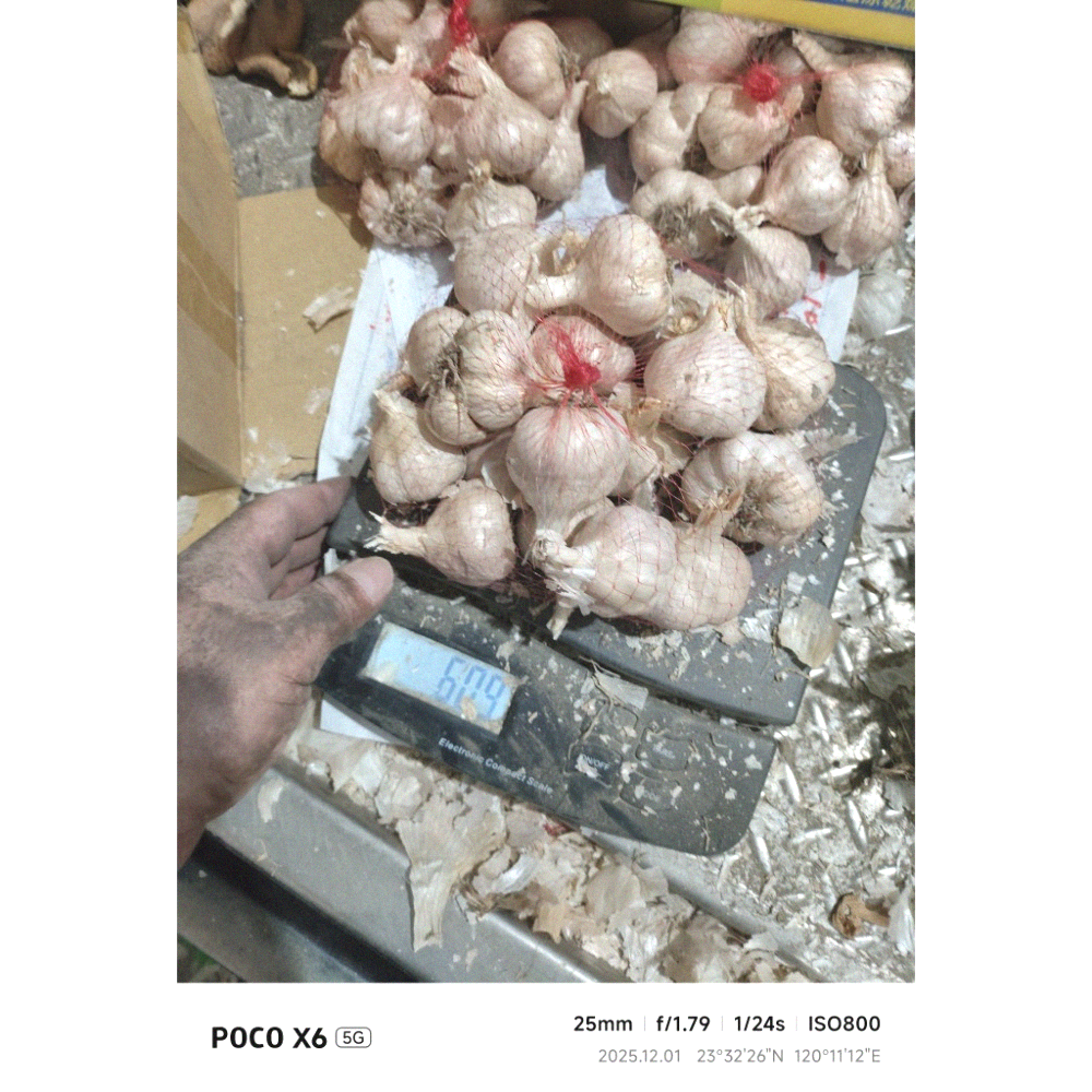 大蒜蒜頭,（1臺斤）（600公克）（無分類大小球瓣團，已有些微整理）的臺灣雲林 大蒜蒜頭（秋冬季得保持溫暖乾燥通風除蟲）-細節圖2
