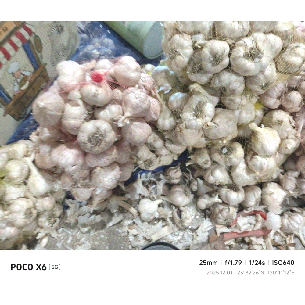 大蒜蒜頭,（1臺斤）（600公克）（無分類大小球瓣團，已有些微整理）的臺灣雲林 大蒜蒜頭（秋冬季得保持溫暖乾燥通風除蟲）-細節圖3