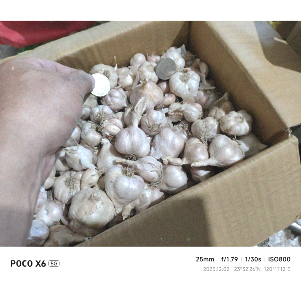 大蒜蒜頭,（1臺斤）（600公克）（無分類大小球瓣團，已有些微整理）的臺灣雲林 大蒜蒜頭（秋冬季得保持溫暖乾燥通風除蟲）-細節圖4