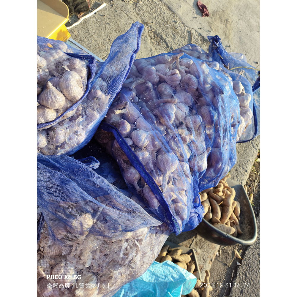 大蒜 蒜頭 蒜（中小型蒜 (球團或瓣可能都有)）臺灣 雲林（1臺斤）電油設備溫度維持乾燥［秋冬得進行保持溫熱存放中］台灣-細節圖2
