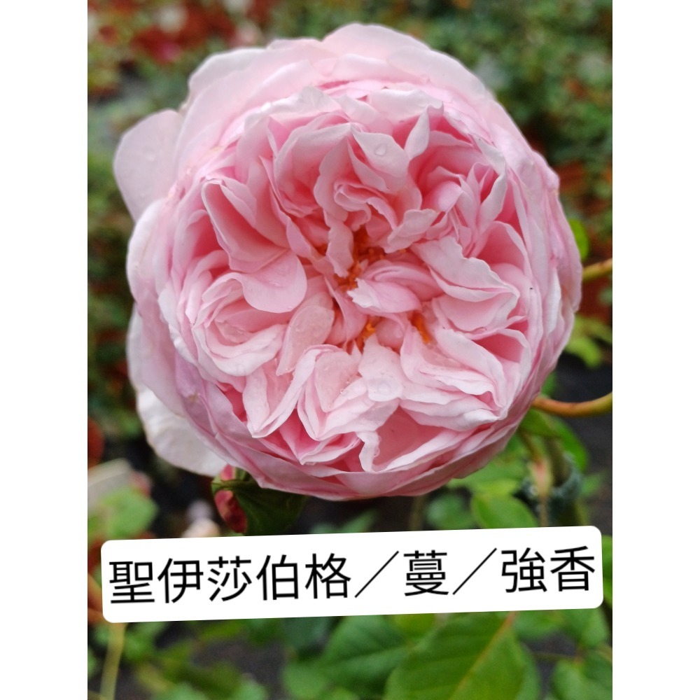 玫瑰花苗／5寸盆／2盆才出貨-規格圖2