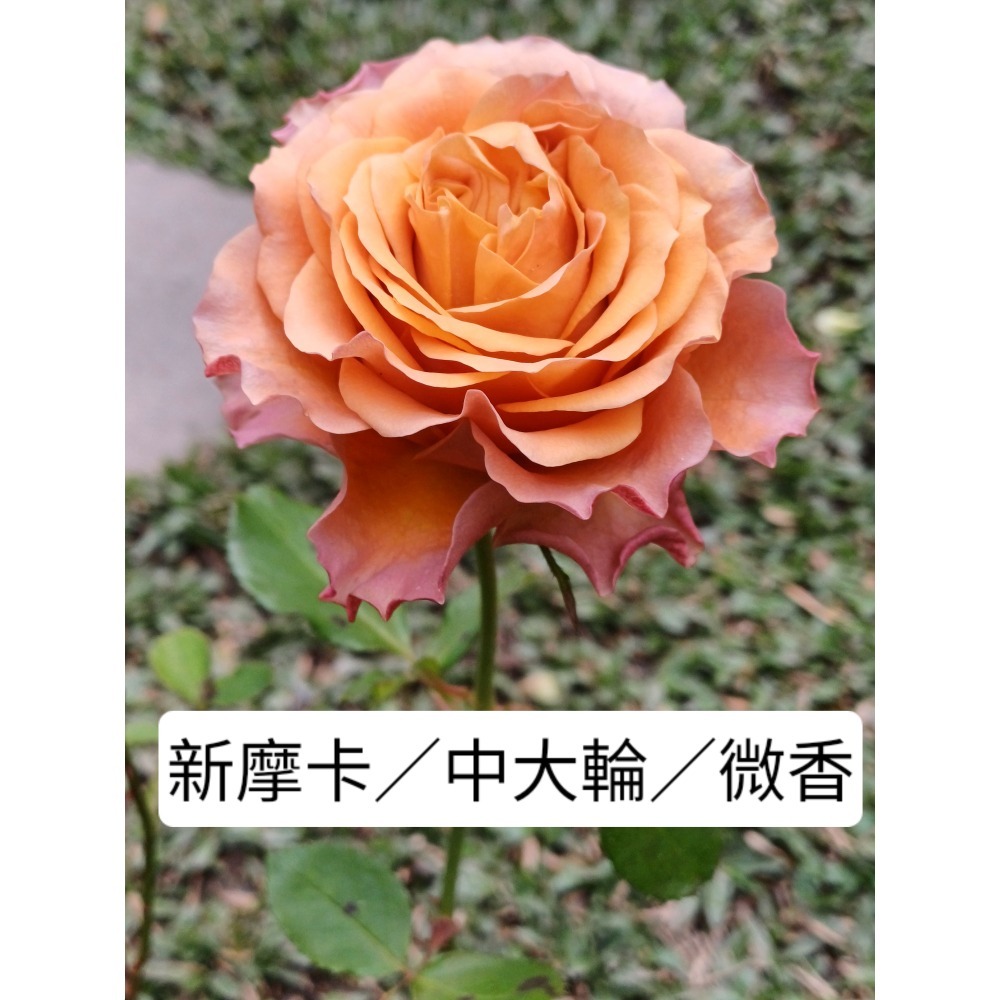 玫瑰花苗／5寸盆／2盆才出貨-規格圖2