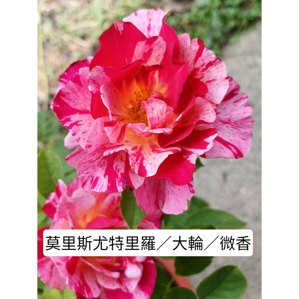 玫瑰花苗／5寸盆／2盆才出貨-規格圖2
