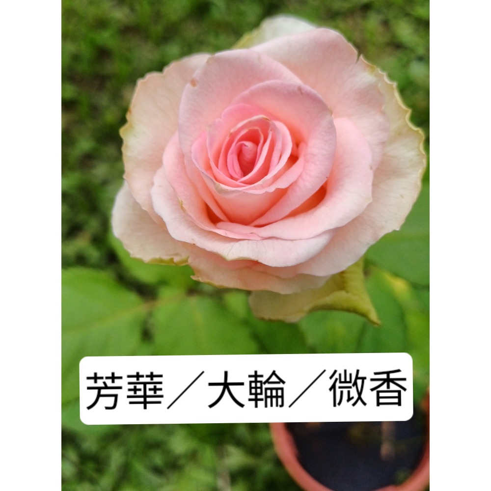 玫瑰花苗／5寸盆／2盆才出貨-規格圖2