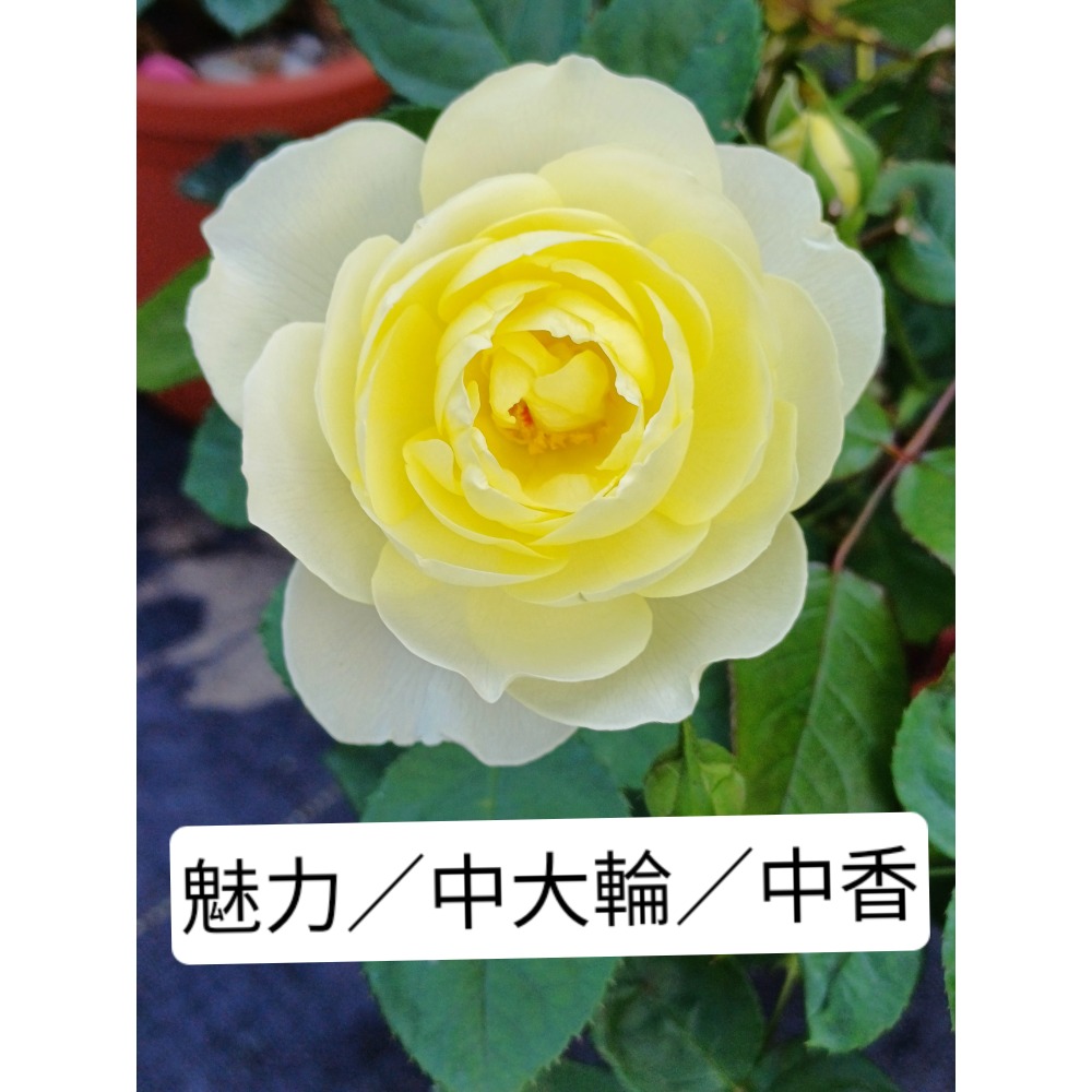 玫瑰花苗／5寸盆／2盆才出貨-規格圖2