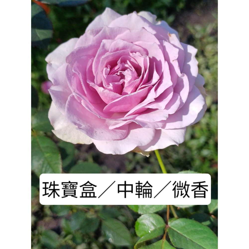 玫瑰花苗／5寸盆／2盆才出貨-規格圖2