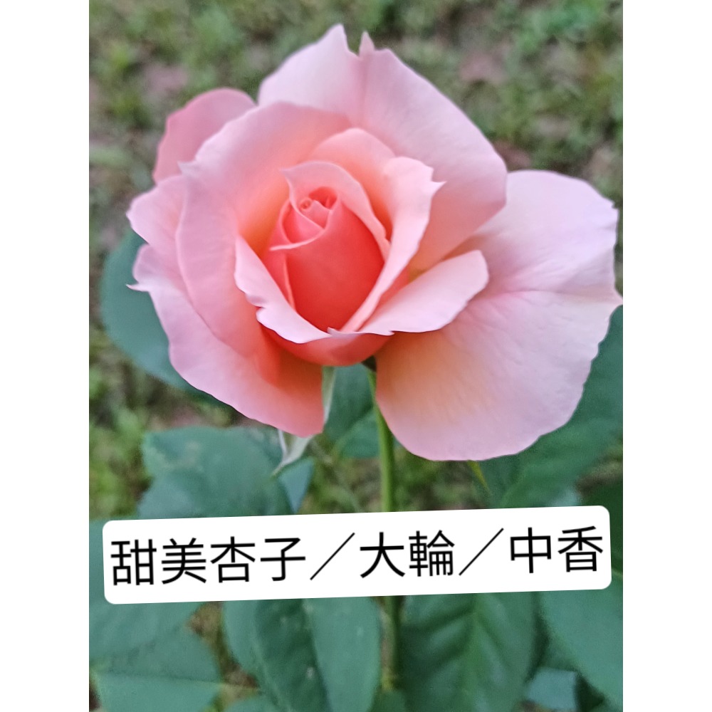 玫瑰花苗／5寸盆／2盆才出貨-規格圖2