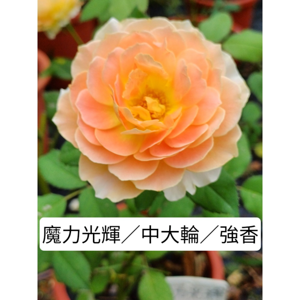 玫瑰花苗／5寸盆／2盆才出貨-規格圖2