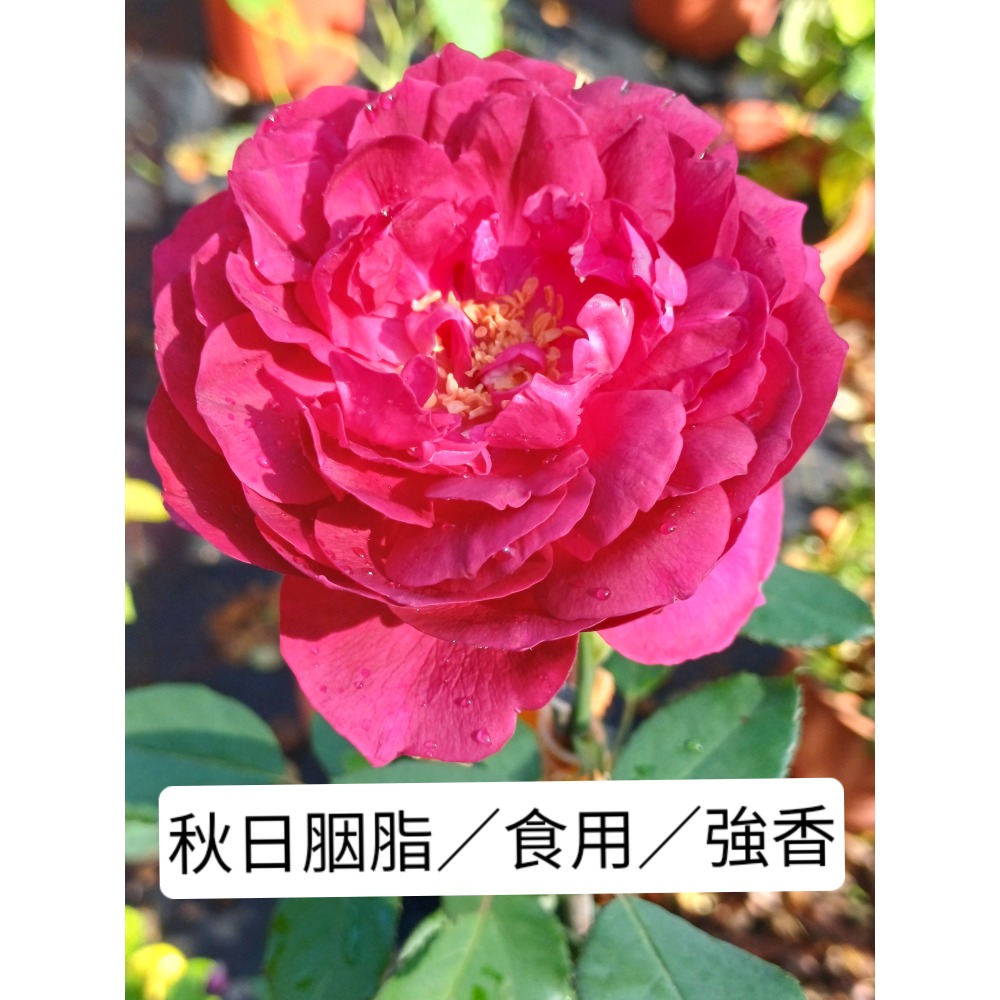 玫瑰花苗／5寸盆／2盆才出貨-規格圖2