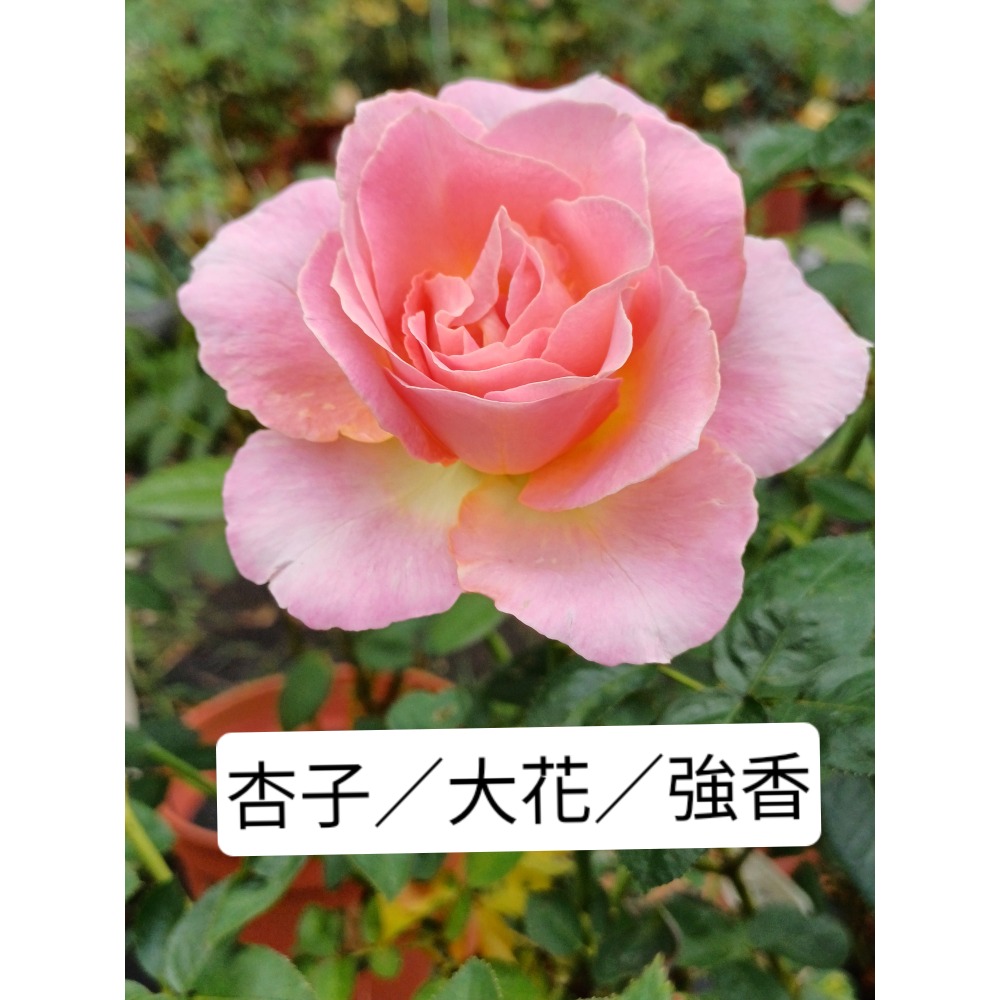 玫瑰花苗／5寸盆／2盆才出貨-規格圖2