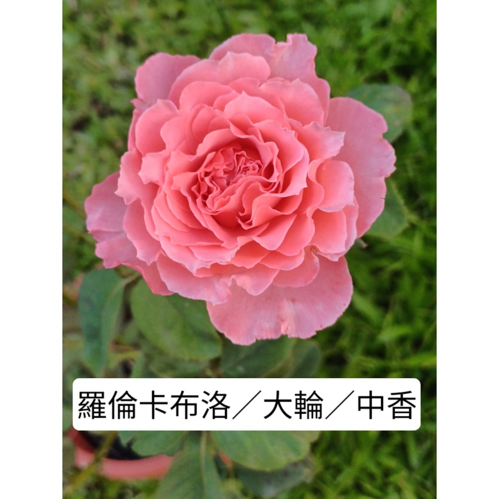 玫瑰花苗／5寸盆／2盆才出貨-規格圖2