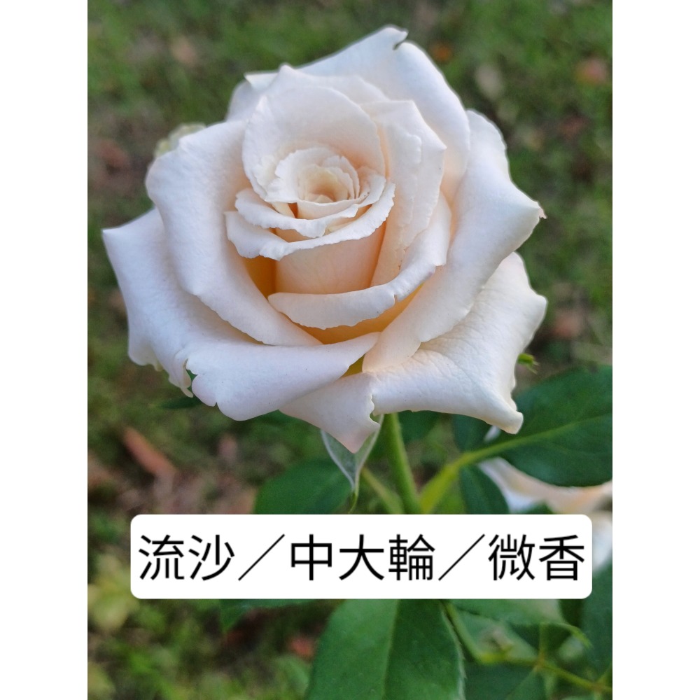 玫瑰花苗／5寸盆／2盆才出貨-規格圖2