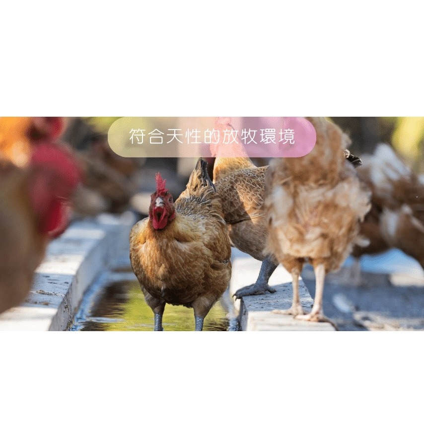 【好愛雞】契約養殖(紅殼)一年期-細節圖2