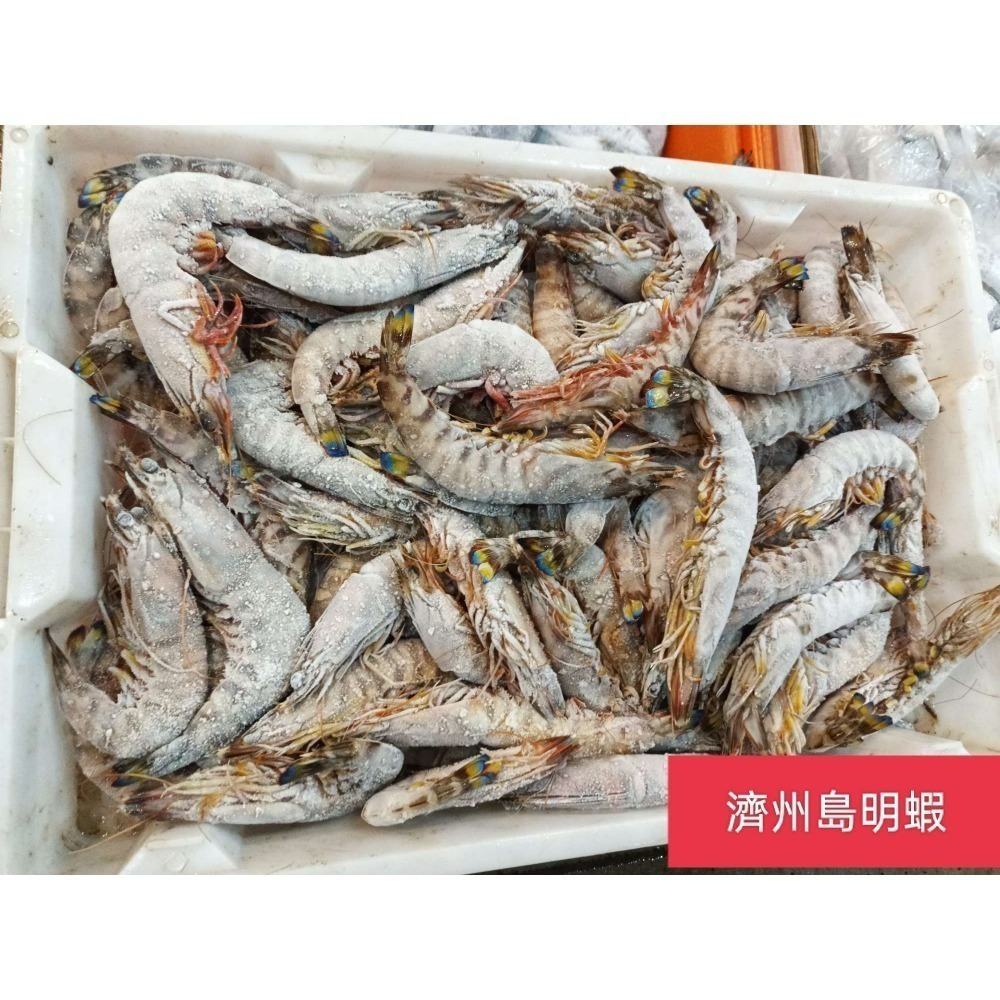 韓國濟州島“斑節蝦-明蝦”1公斤-細節圖4