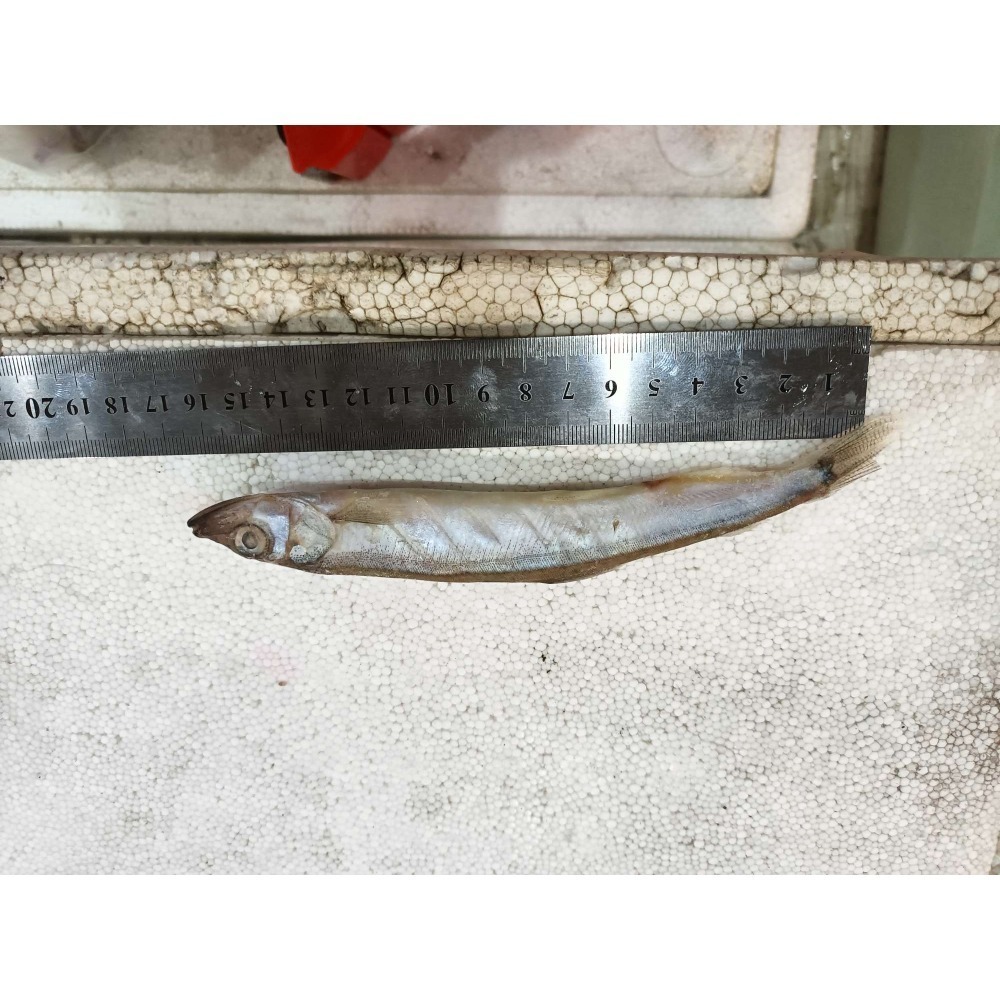 單凍““柳葉魚””500g，約15-20支-細節圖4