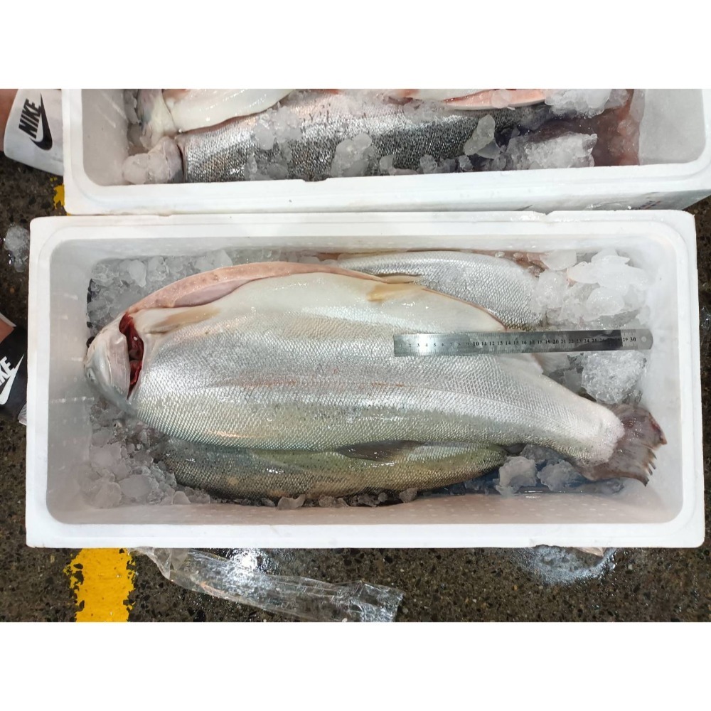 挪威鮭魚““生食等級””有興趣來問-細節圖2