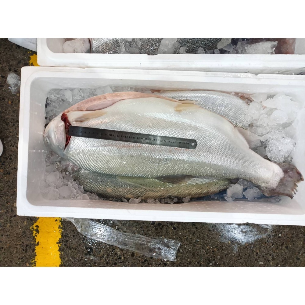 挪威鮭魚““生食等級””有興趣來問-細節圖3