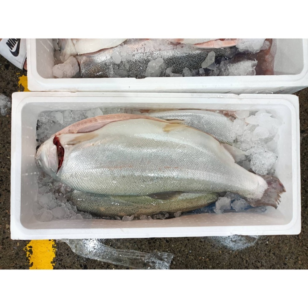 挪威鮭魚““生食等級””有興趣來問-細節圖4