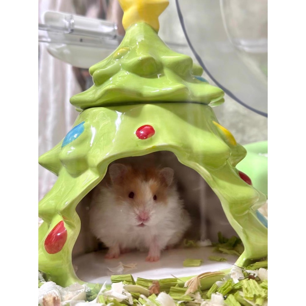 ✨新品現貨上架✨ 大聖誕樹陶瓷窩 胖胖黃金鼠可用 超大! 倉鼠躲避窩-規格圖2