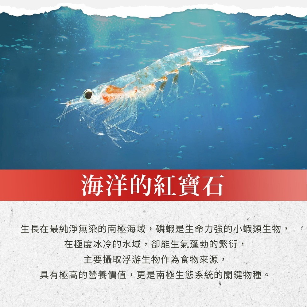 聖伯納德 Sanct Bernhard 磷蝦油500毫克膠囊(90顆/瓶)循環順暢 DHA蝦紅素 晶亮❤️ㄚ比小鼻❤️-細節圖2