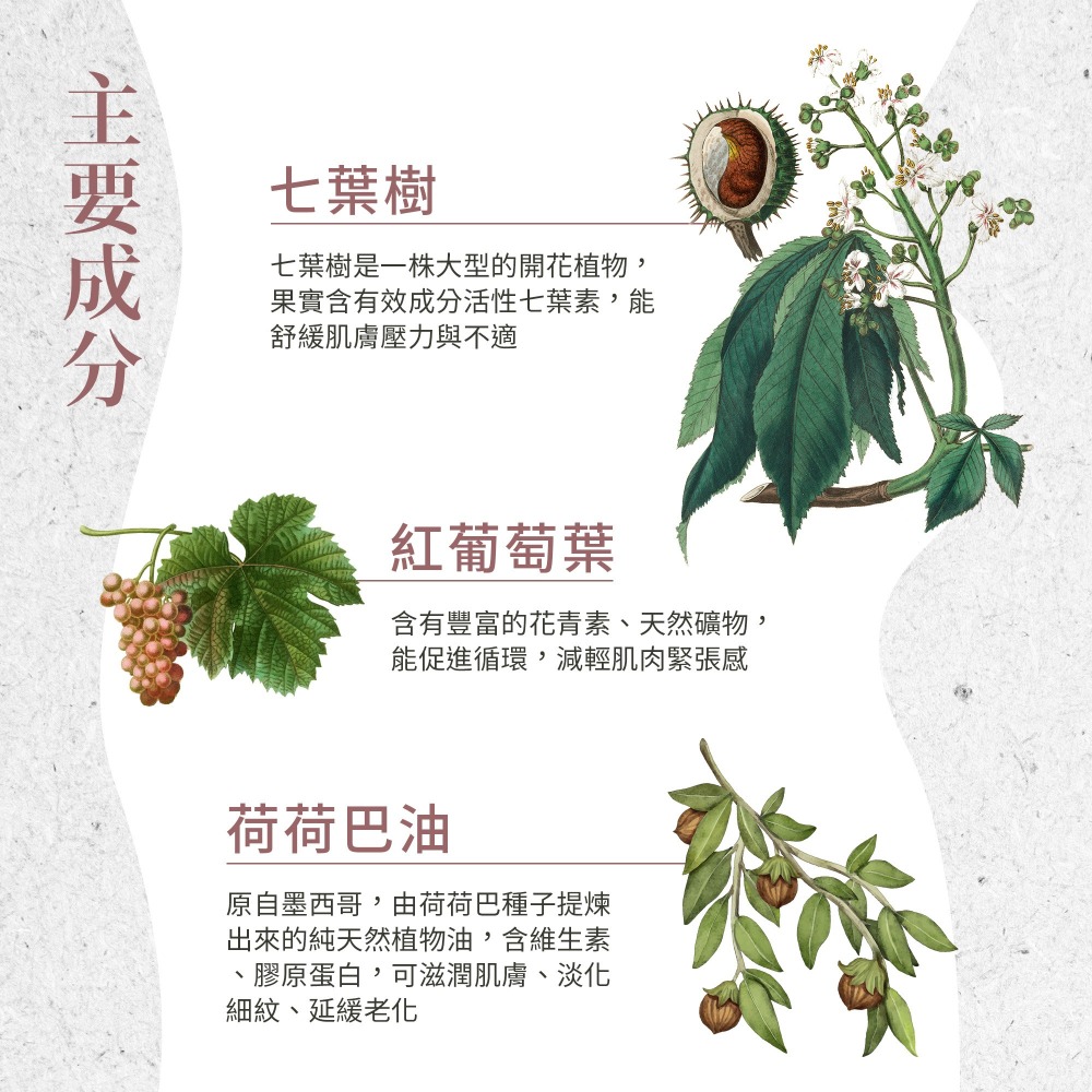 原廠 聖伯納德Sanct Bernhard 七葉樹藤葉軟膏(單條150ml) 久站舒緩 ❤️ㄚ比小鼻❤️-細節圖4