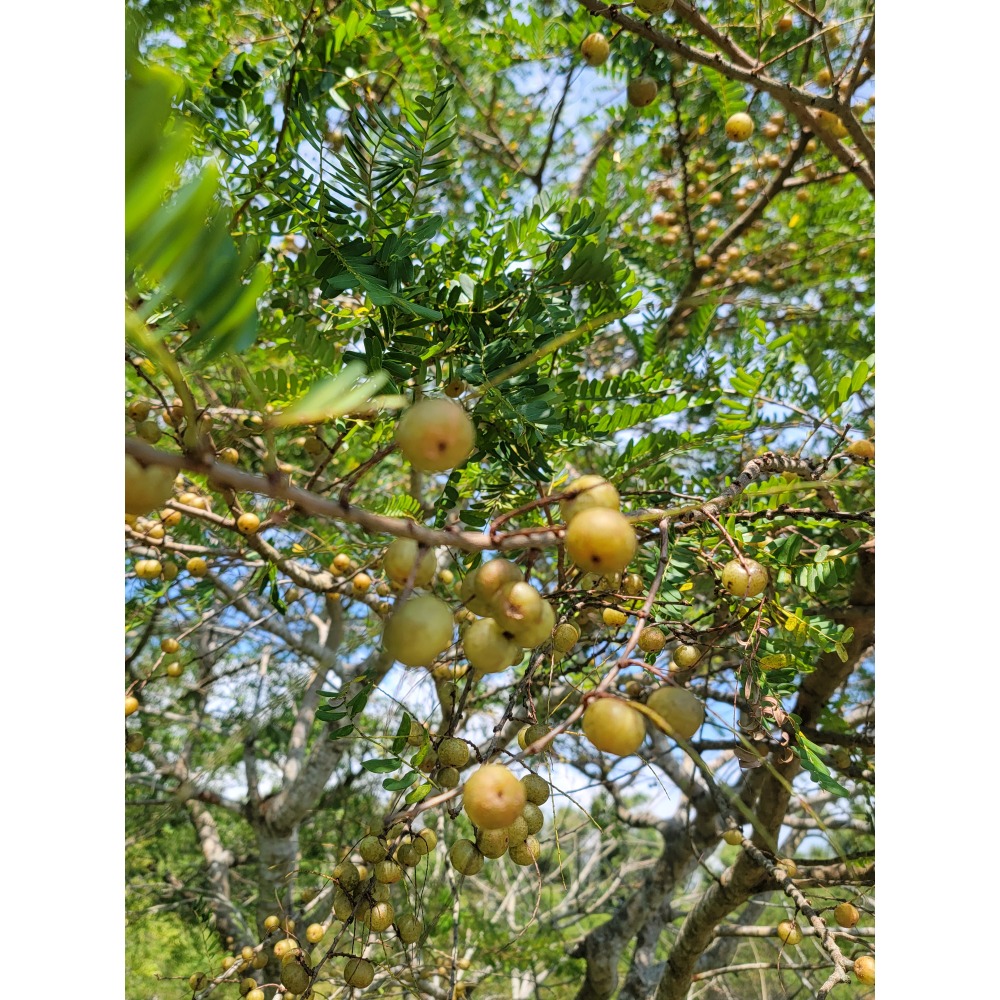 【真空冷凍乾燥油甘果粉】【苗栗三灣】100%天然抗氧化★411項藥檢合★-細節圖5