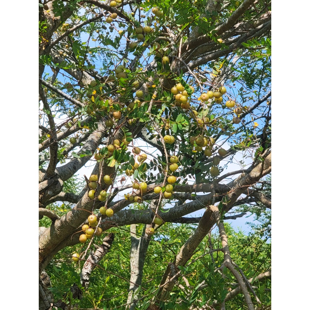 【真空冷凍乾燥油甘果粉】【苗栗三灣】100%天然抗氧化★411項藥檢合★-細節圖6