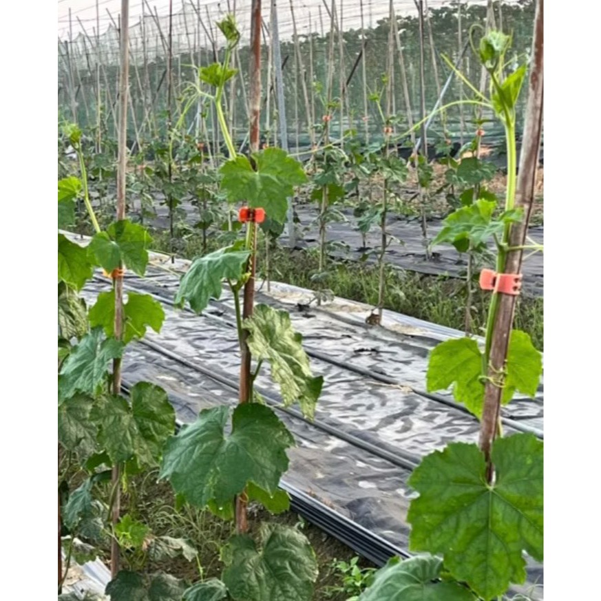 菜瓜水/絲瓜水/小農人絲瓜水/純淨絲瓜水/天然絲瓜水/50ml/100ml/600ml小農採收、比廣良源更平價-細節圖4