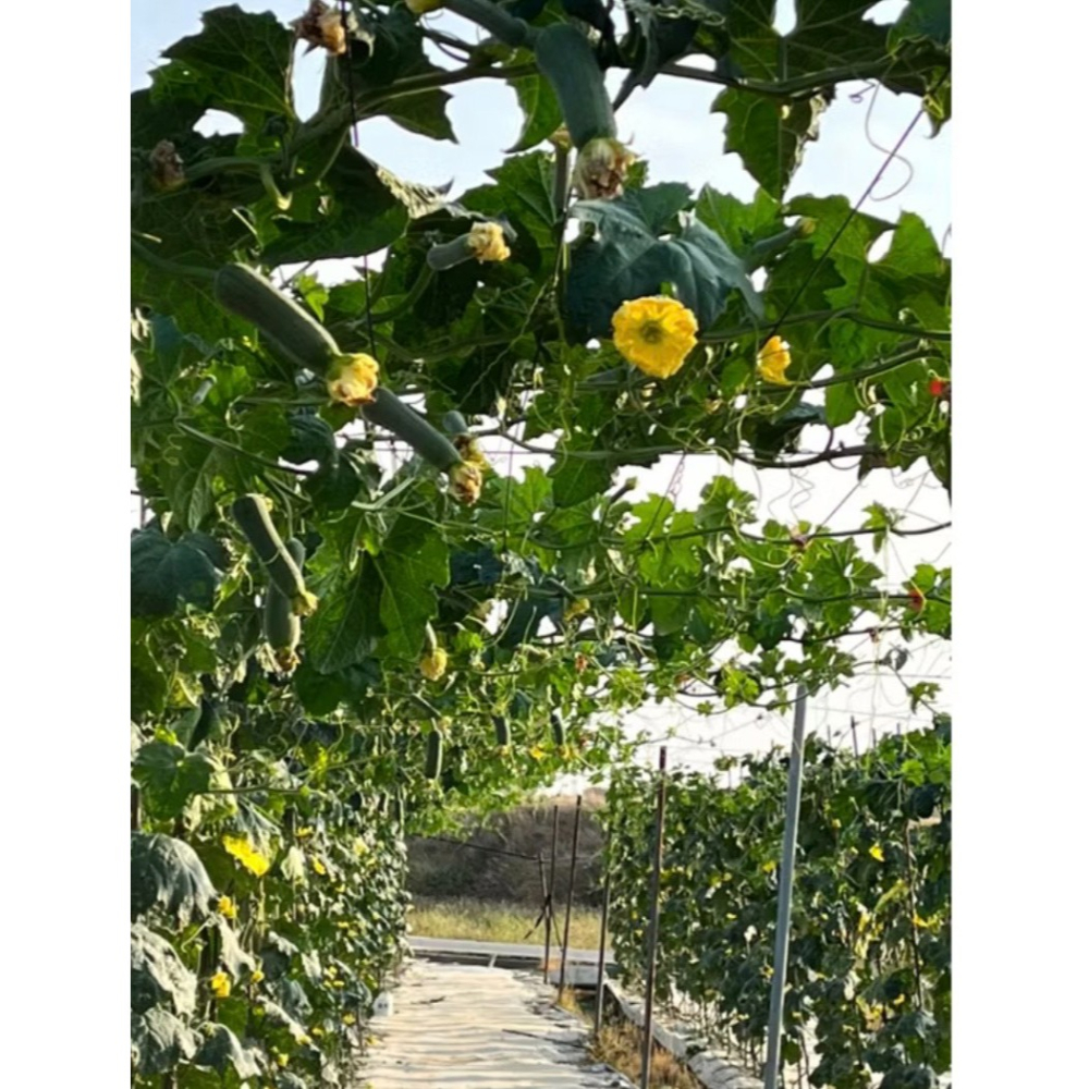 菜瓜水/絲瓜水/小農人絲瓜水/純淨絲瓜水/天然絲瓜水/50ml/100ml/600ml小農採收、比廣良源更平價-細節圖5