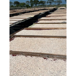 🏆［好口碑］白河蓮藕粉/新粉上市 免運/蓮藕粉/無毒檢驗合格/冰水煉製正石蓮/新鮮/藕粉/蓮藕粉-細節圖5