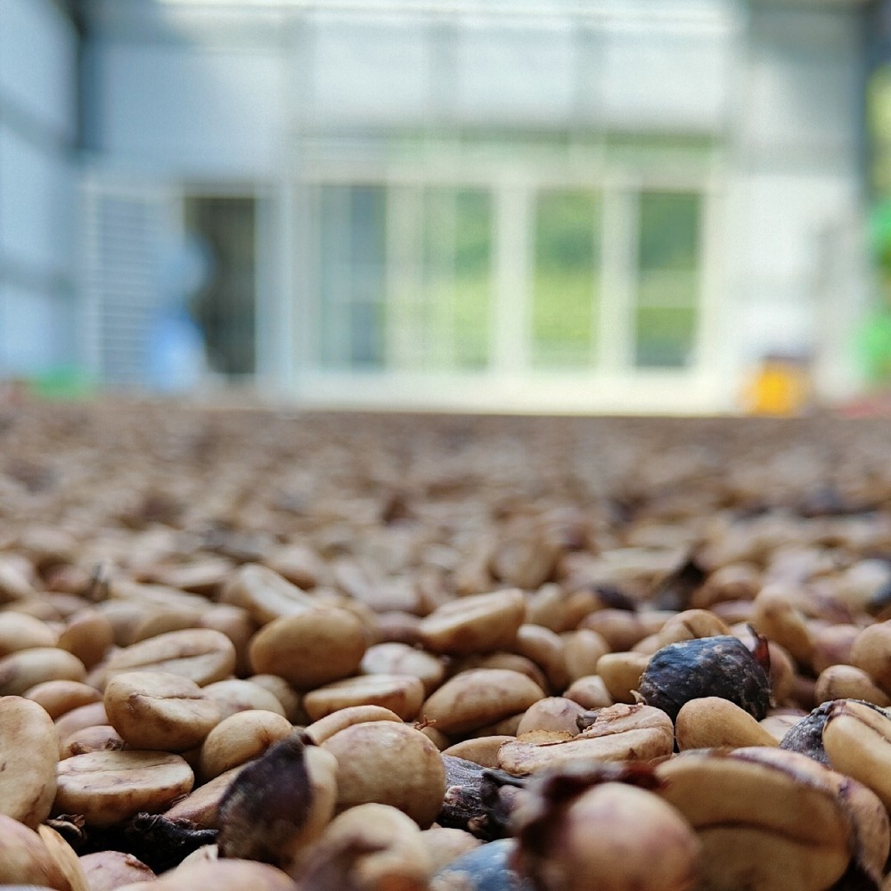 【川咖啡】台灣小農鑽石型濾掛咖啡 南投水里水洗(10g*10包)-細節圖5