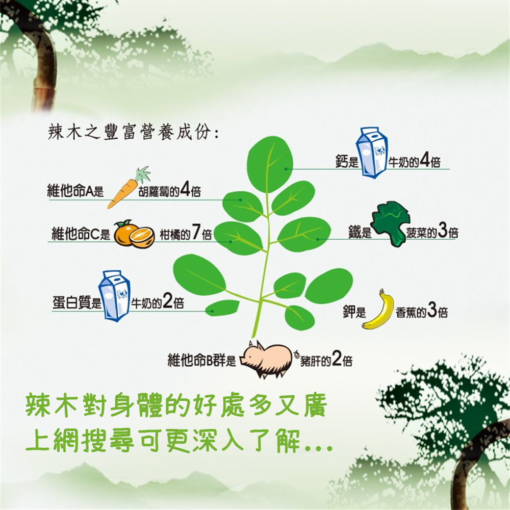 【辣木傳奇養生茶】4gx15包 辣木茶 豐富營養素 甘醇 解膩 耐泡 回沖多次 養生料理包 MORINGA 現貨 富強森-細節圖3
