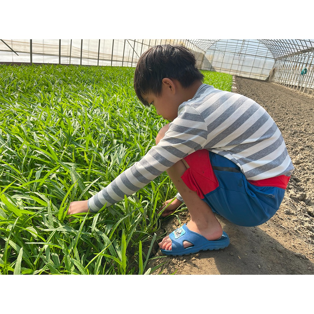 網室摘種天然空心菜1把-細節圖2