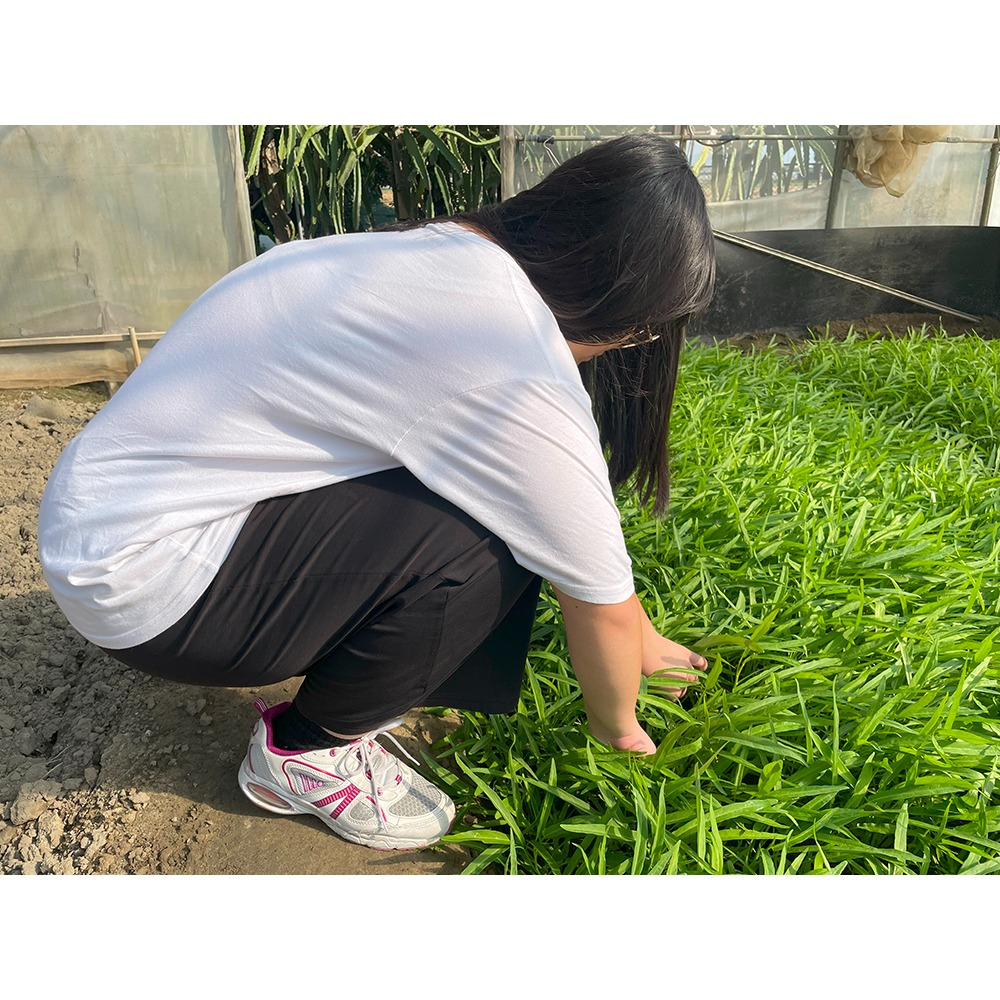 網室摘種天然空心菜1把-細節圖3