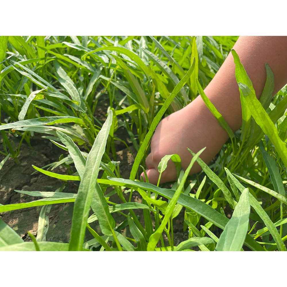 網室摘種天然空心菜1把-細節圖4