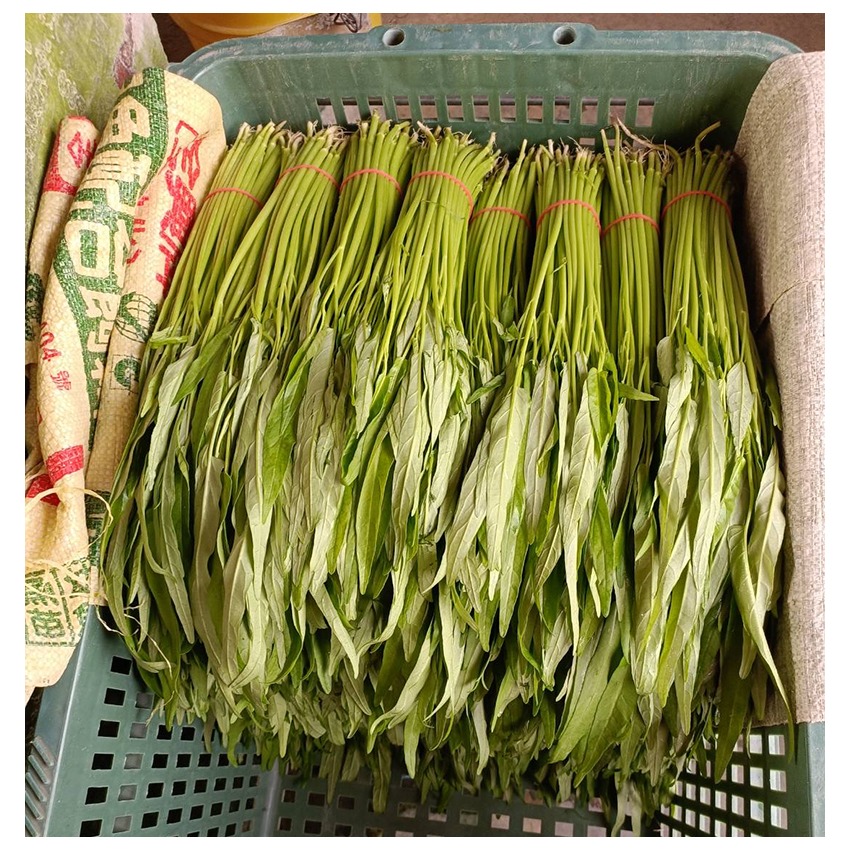 網室摘種天然空心菜1把-細節圖5