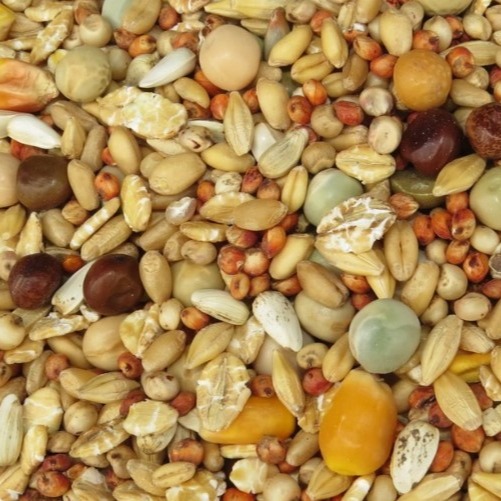 鼠鼠特調 寵物鼠飼料 松鼠飼料 綜合五穀雜糧飼料500G 鸚鵡 松鼠 睡鼠-細節圖2