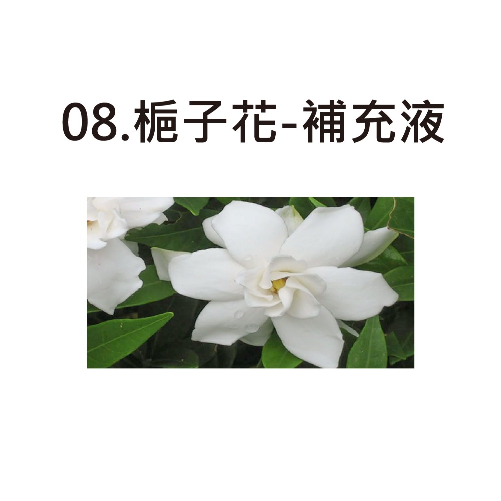 08.梔子花-補充液