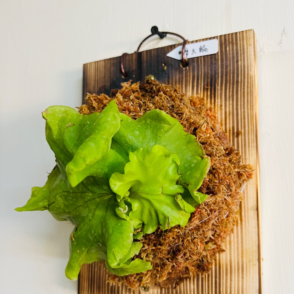 鹿角蕨（摩天輪）-細節圖2