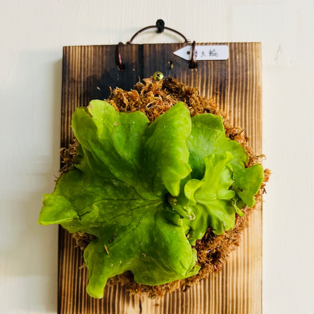 鹿角蕨（摩天輪）-細節圖3