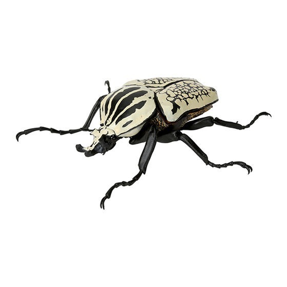 『現貨』獨角仙環保扭蛋05 扭蛋 轉蛋 【蛋樂寶】-規格圖2