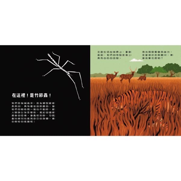 登登登！透光Show系列-細節圖9