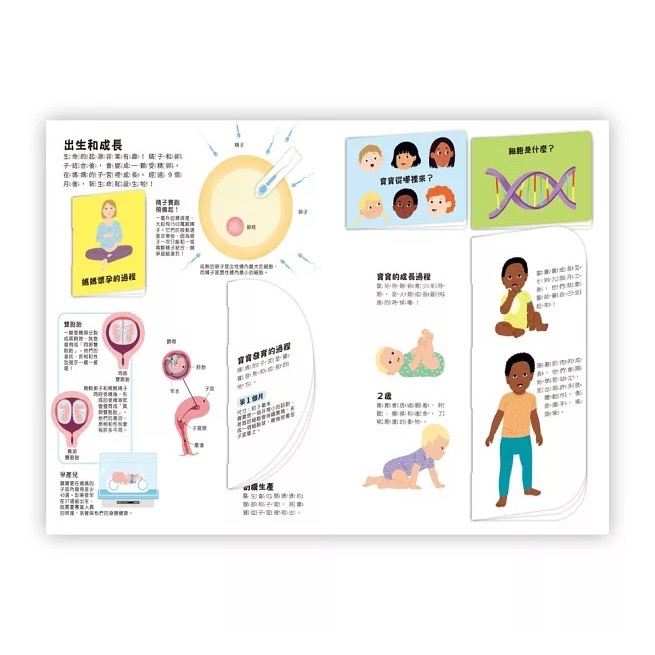 小小知識家動手大發現 人體 Amazing!-細節圖2