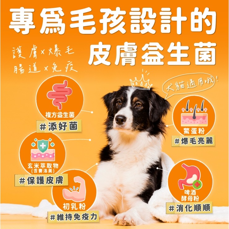 【Aether依鈦】依鈦寵物益生菌-護膚爆毛(1.5gx30包/盒) 貓狗適用 寵物益生菌 益生菌 護膚 爆毛-細節圖2
