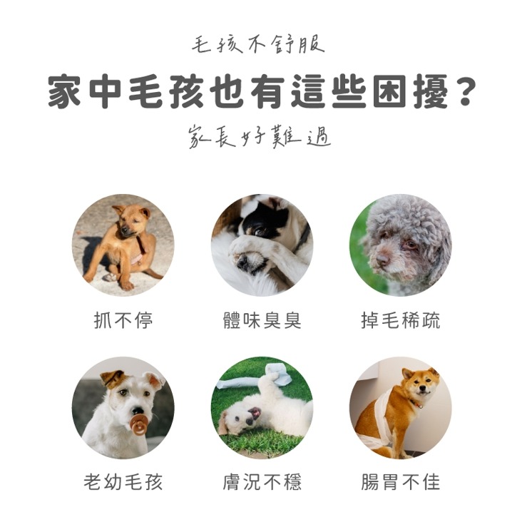 【Aether依鈦】依鈦寵物益生菌-護膚爆毛(1.5gx30包/盒) 貓狗適用 寵物益生菌 益生菌 護膚 爆毛-細節圖3