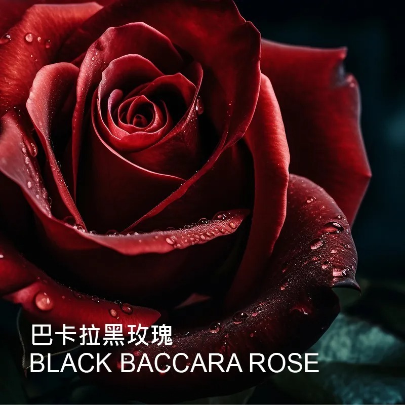 新品｜黑玫瑰超導無暇露100ML-細節圖3