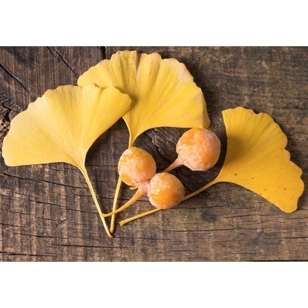 循例寧滴劑forte 40mg(德國製) 100ml*2瓶-Tebonin【效期:2027/03】-細節圖2