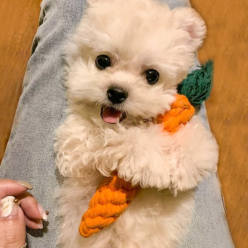 棉繩磨牙胡蘿蔔-細節圖2