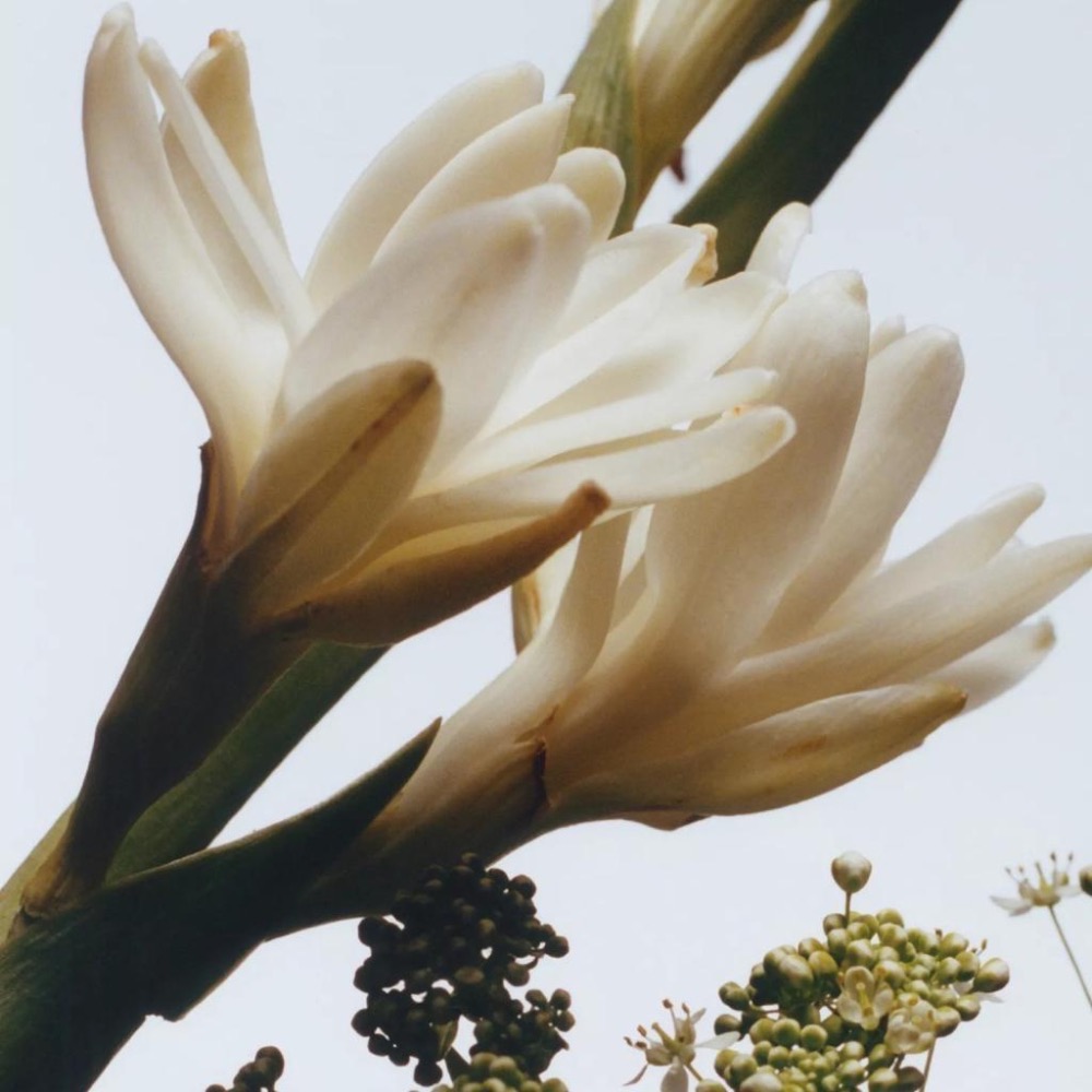 《A’sD 現貨🇺🇸》Jo Malone London Body Crème 潤膚霜 身體乳-細節圖4