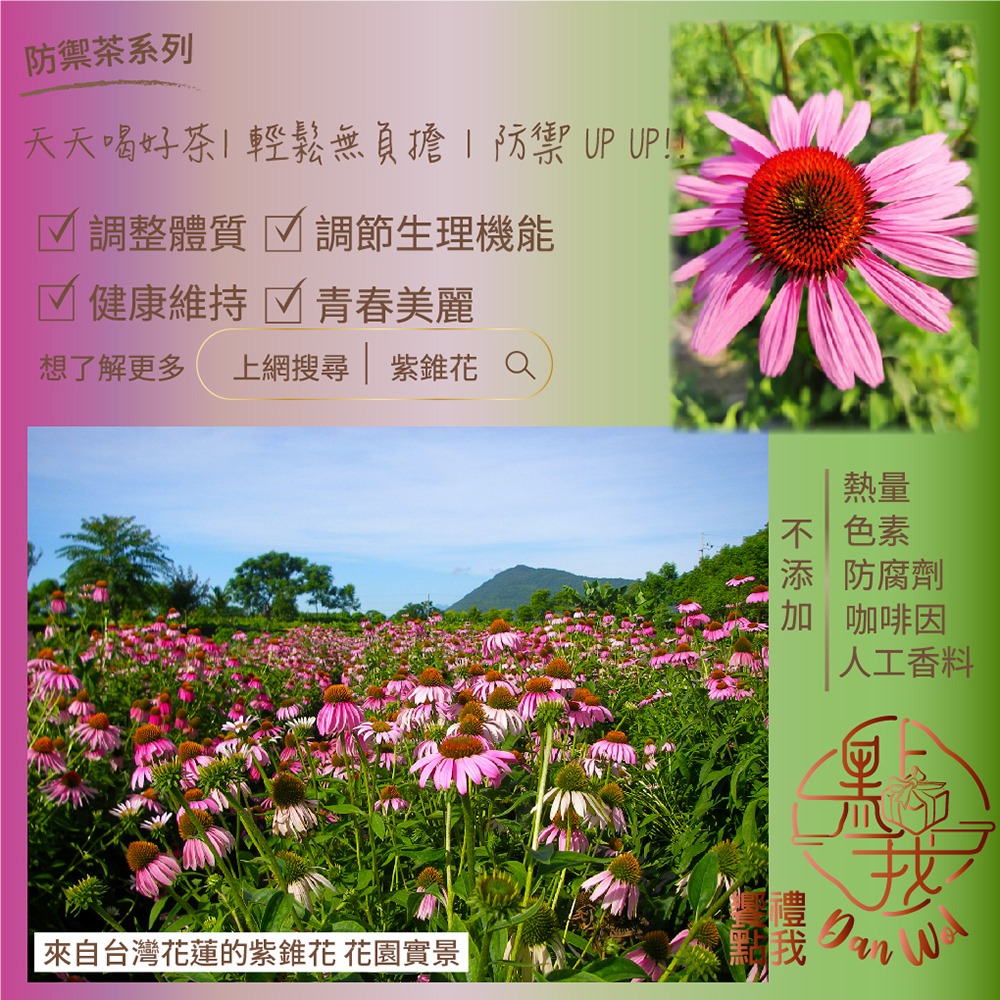 【饗禮點我】 紫錐花養生茶/美顏茶 20包/盒 3件組(3盒 防禦茶 無咖啡因 獨立茶包，伴手禮，婚禮小物)-細節圖6